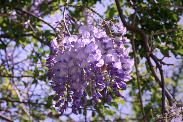 木の枝からぶら下がっている装飾アカシアの素晴らしい紫色の花 - love life ストックフォトと画像