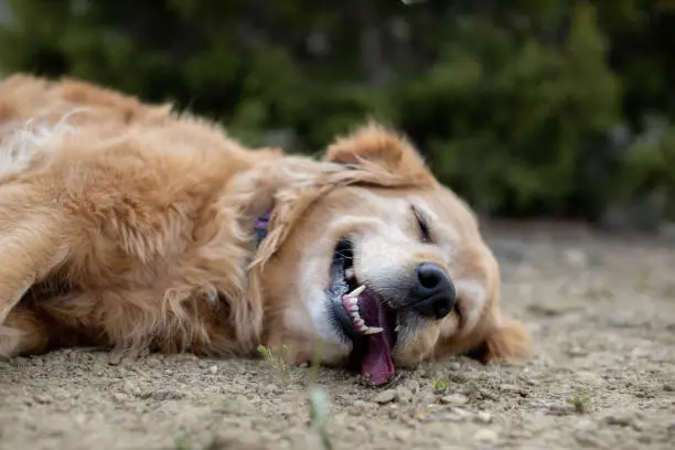A golden retriever lays in exhausted happiness after a walk.  Dog relaxes in happiness after exercise.