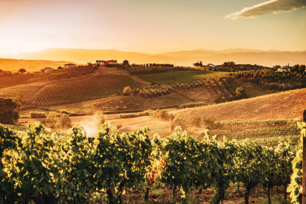 istock chianti vineyard in italy 1219854368