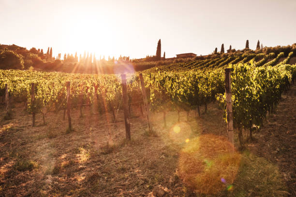 istock chianti vineyard in italy 1219854400