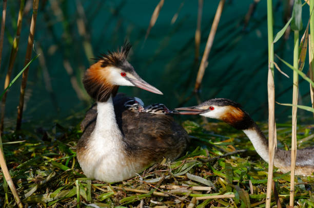 istock Couple of Great crested grebe at nest (Podiceps cristatus) 1219856560