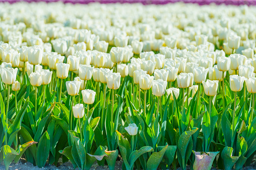 many red, yellow and white tulips flower heads  outdoors in garden in flowerbed, shallow focus