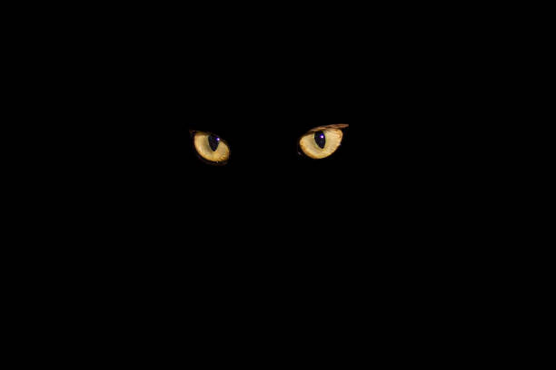istock cat green eyes on a black background 1219857739