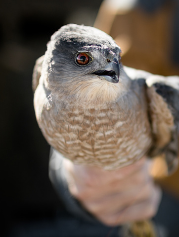 A field researcher holding a sharp shin hawk while preparing to release it back into the wild after gathering health data and banding the bird