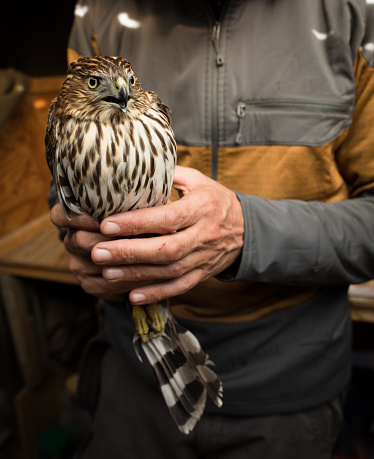 A field researcher holding a sharp shin hawk while preparing to release it back into the wild after gathering health data and banding the bird