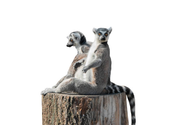 Three cute alert ring tailed lemurs sitting enjoying the sun