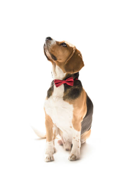 istock cute funny beagle dog looking 1219858045