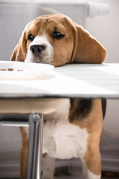 istock cute funny beagle dog looking 1219858062
