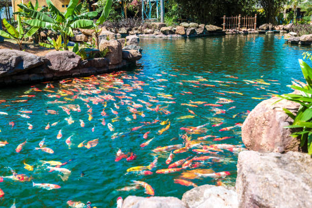 istock multi-colored koi fish swim in a blue pond. 1219859356