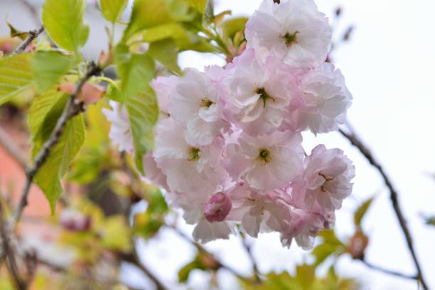 istock Sakura shaped like a Buddha riding an elephant(Prunus Shirofugen) 1219859460