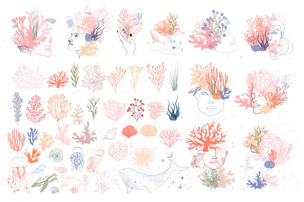 illustrations, cliparts, dessins animés et icônes de collection de visages de femme, monde sous-marin, algues et animaux marins éléments. - mer illustrations
