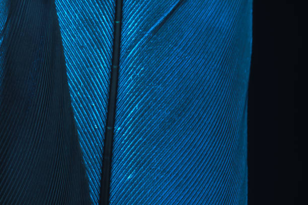 istock Close up Beautiful blue Bird feather background pattern texture for design .  Macro photography view. 1219859907