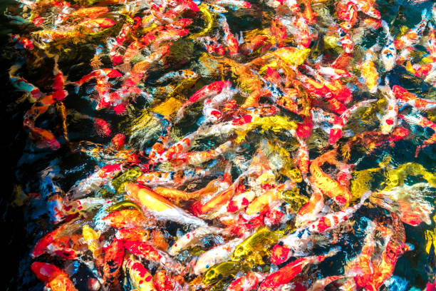 multi-colored koi fish swim in a blue pond. multi-colored koi fish swim in a blue pond. a lot of bright and shiny fish in an Asian park. roe river stock pictures, royalty-free photos & images