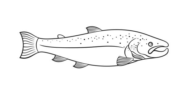 ilustrações de stock, clip art, desenhos animados e ícones de salmon outline. isolated salmon on white background - pink salmon