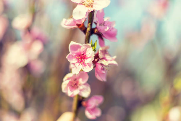 Blooming tree in the garden. Selective focus nature.