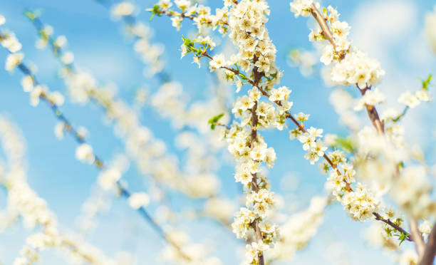 istock Blooming tree in the garden. Selective focus 1219860780