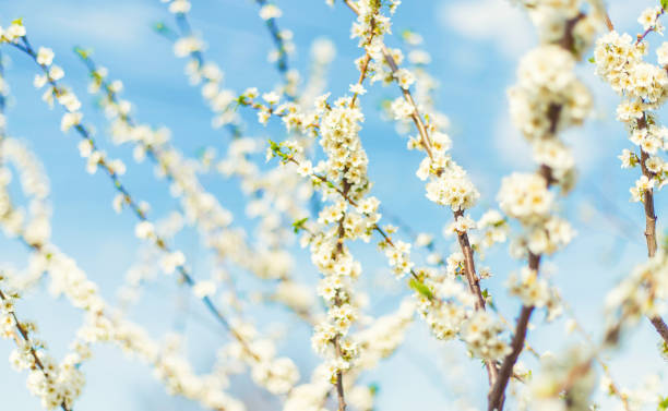istock Blooming tree in the garden. Selective focus 1219860798