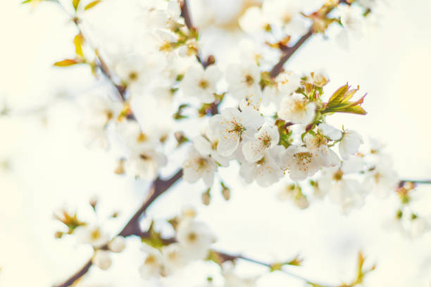 istock Blooming tree in the garden. Selective focus 1219860850