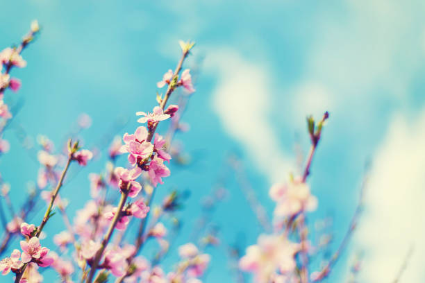 Blooming tree in the garden. Selective focus nature.