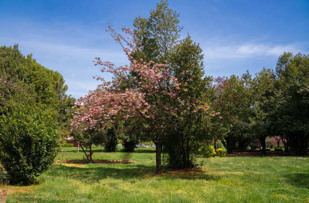 istock Blooming Japanese cherry trees in spring in Rome, Italy 1219860964