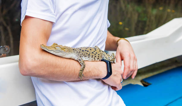 A man holds a small crocodile in his hands. Selective focus.