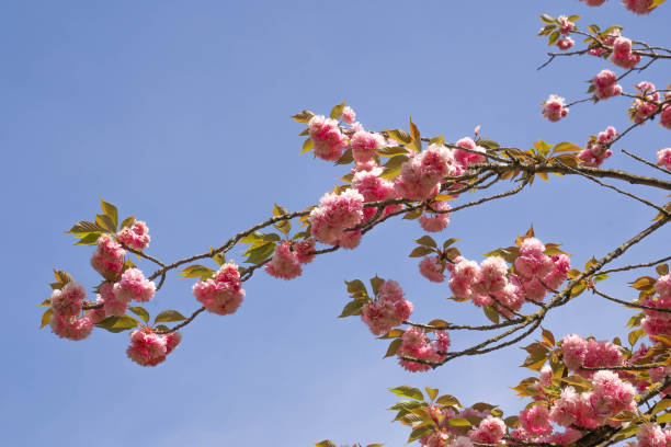 istock Blooming Japanese cherry trees in spring in Rome, Italy 1219861064