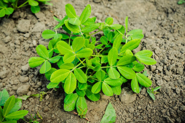 istock Peanut plant growth on the farm field 1219861787