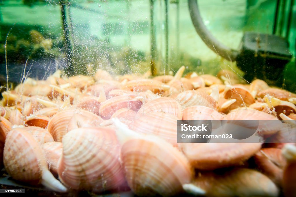 Shells for sale, sea clams inside aquarium in a restaurant Live clams are in aquarium, tank at traditional seafood restaurant for sale, sea shells. AER Restaurant Stock Photo