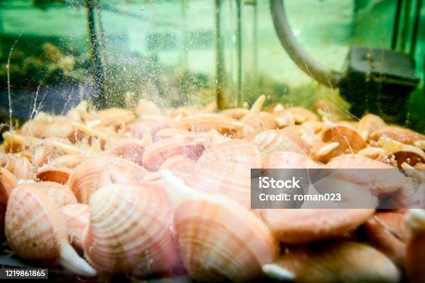 Shells For Sale Sea Clams Inside Aquarium In A Restaurant Stock Photo - Download Image Now