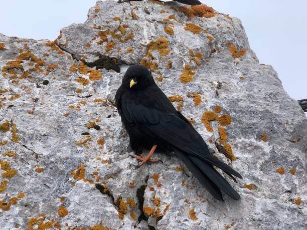 istock portrait of a crow standing on a rock 1219862192