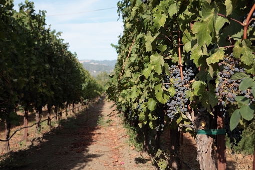 grapes hang from vines in Vineyard  Napa Valley, California