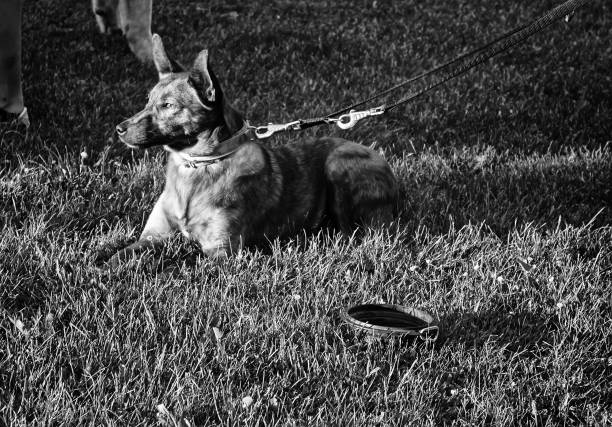 Dog walking in the street, domestic animals
