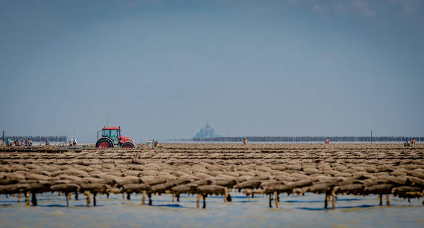 oyster park in the bay of Cancale, near the world famous Mont Saint-Michel