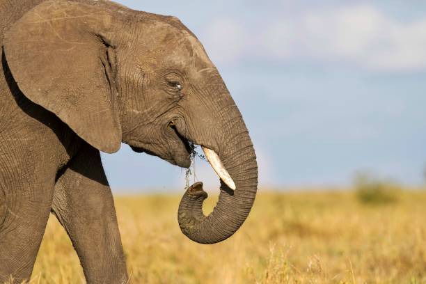 afrikanischer elefant, der gras isst - elephant head stock-fotos und bilder