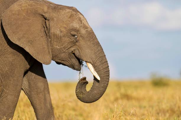 african elephant eating grass - elephant head imagens e fotografias de stock