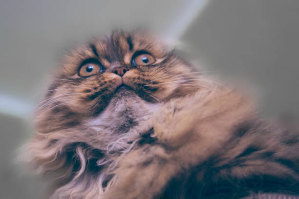 istock Concept of pet love.  Muzzle brown kitten with long hair 1219864581