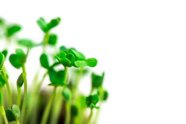 Microgreen in a container close-up. Selective focus. Young spring crop of arugula. Useful greens for proper nutrition, grown by hand. Veganism and organic products.