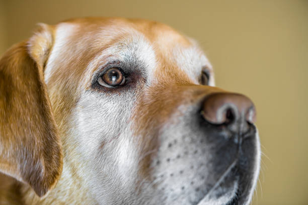 close up white adorable Labrador retriever with copy space