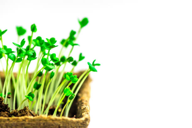 Microgreen in a container close-up. Selective focus. Young spring crop of arugula. Useful greens for proper nutrition, grown by hand. Veganism and organic products.