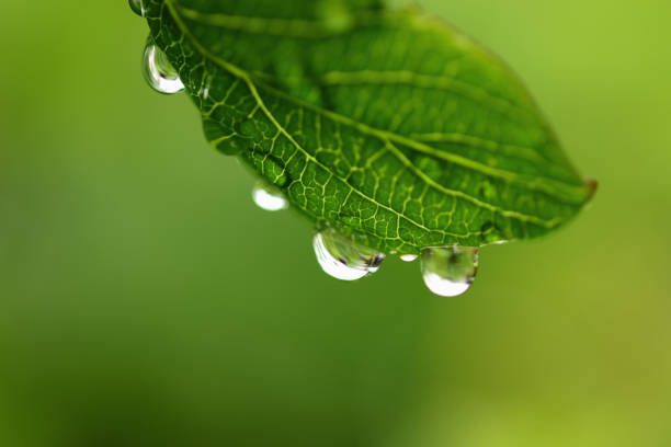 istock Droplets at the border of the leaf. 1219866848