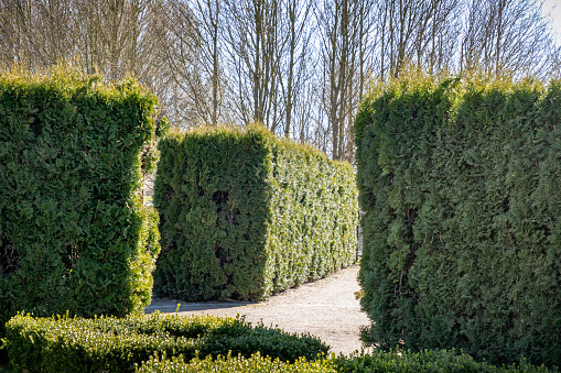 Hedge made of common yew in Valbyparken, a public and popular park in the suburbs of Copenhagen