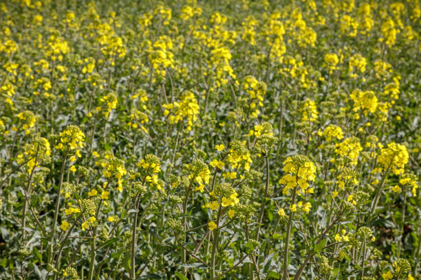 campo de oleaginosas no início da primavera - field flower danish culture sunlight - fotografias e filmes do acervo