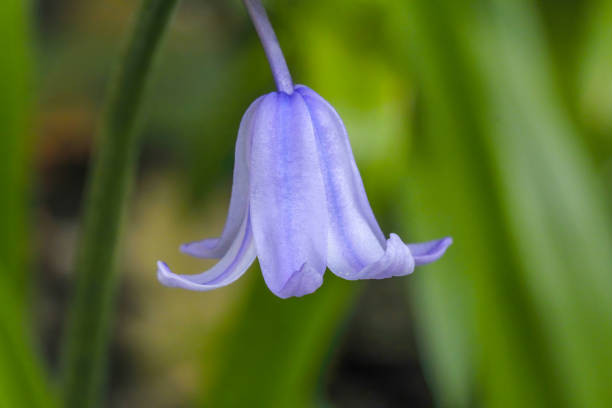 A close up of a bluebell flowed head facing down