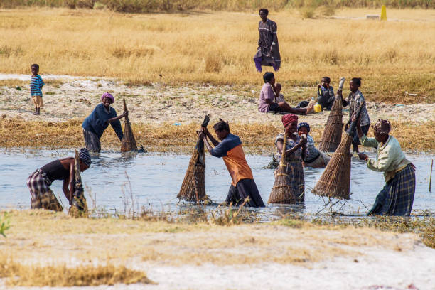 opuwo, namibia: pueblo namibio que trabaja en los campos vistos en opuwo en la región de kunene de namibia - trilla fotografías e imágenes de stock