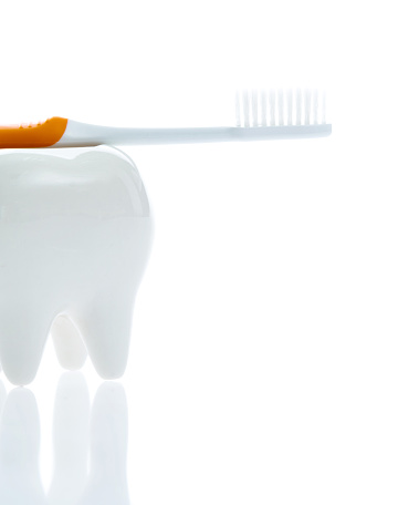 Toothbrush and tooth model on white background.