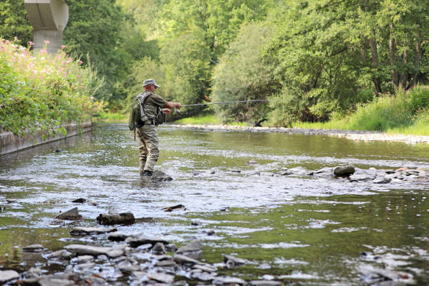 trout fishing scene Fisherman in action in a small river try to catch brown trout waist deep in water stock pictures, royalty-free photos & images