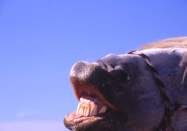 istock horse smiling with a broad smile under a blue sky 1219868375
