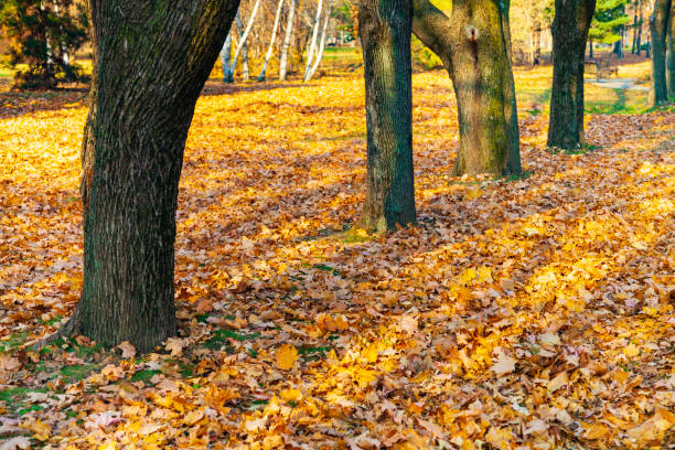istock Beautiful autumn park. 1219869727