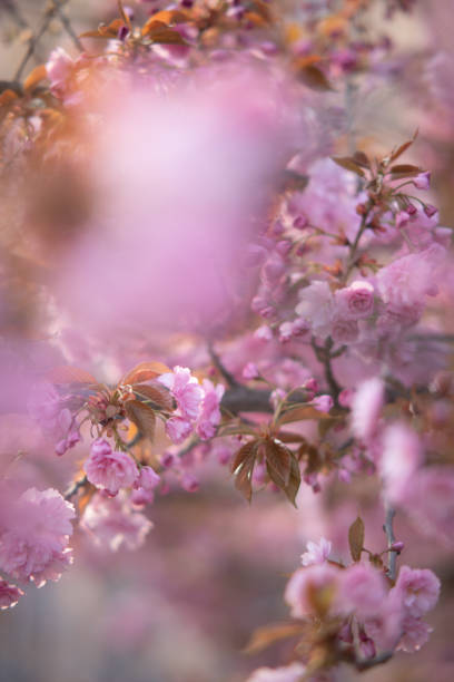 istock Blooming branches of sakura for background or wallpapers. 1219870839