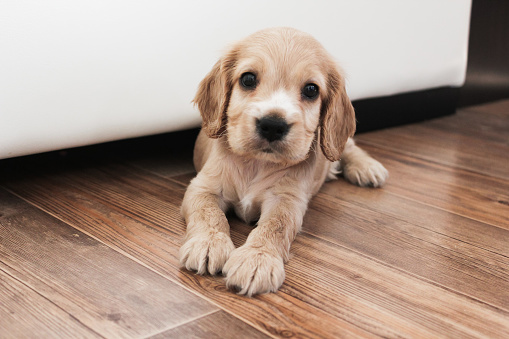 little cute spaniel puppy lies on the floor and rests from games